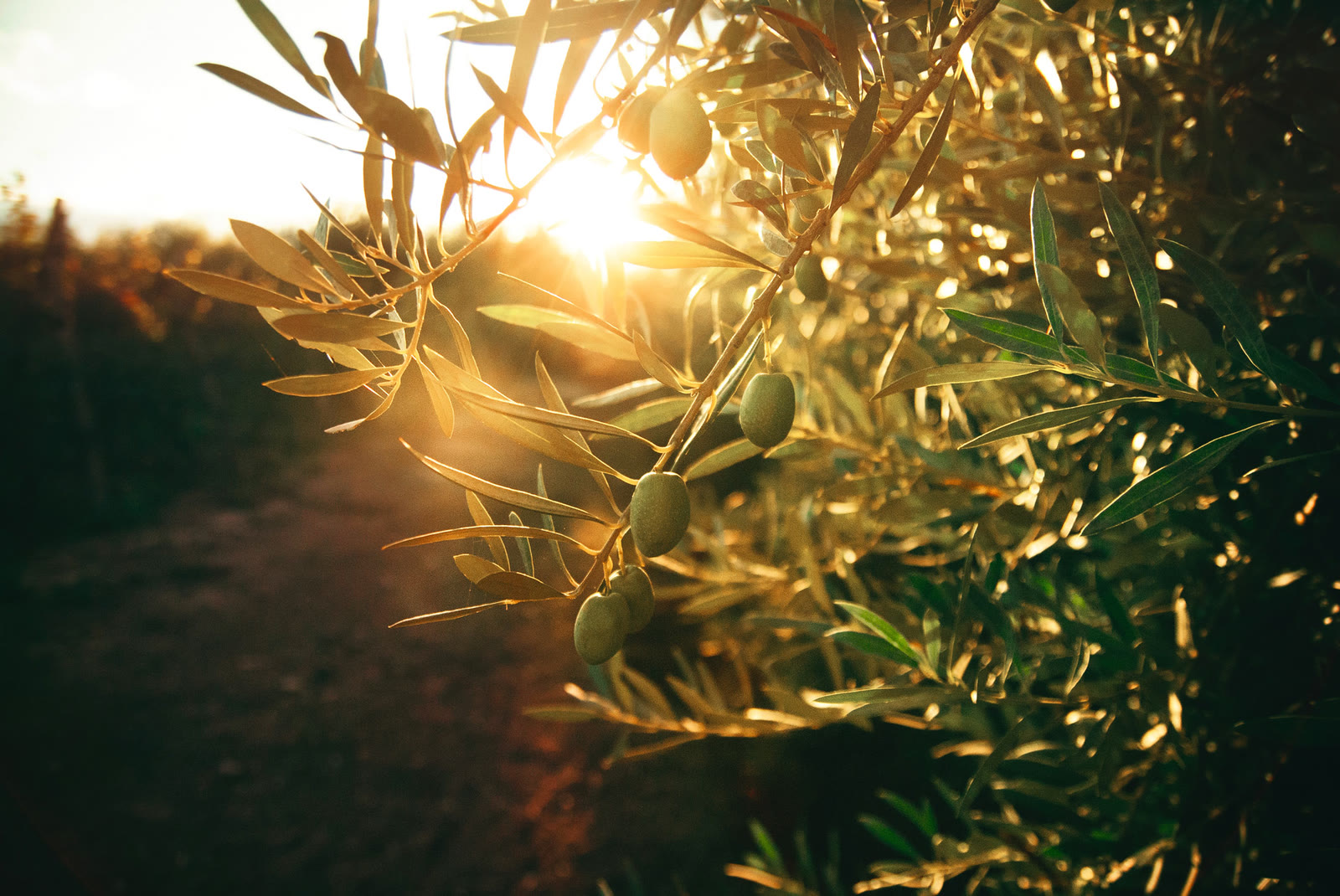Olive sul ramo al tramonto nell'uliveto