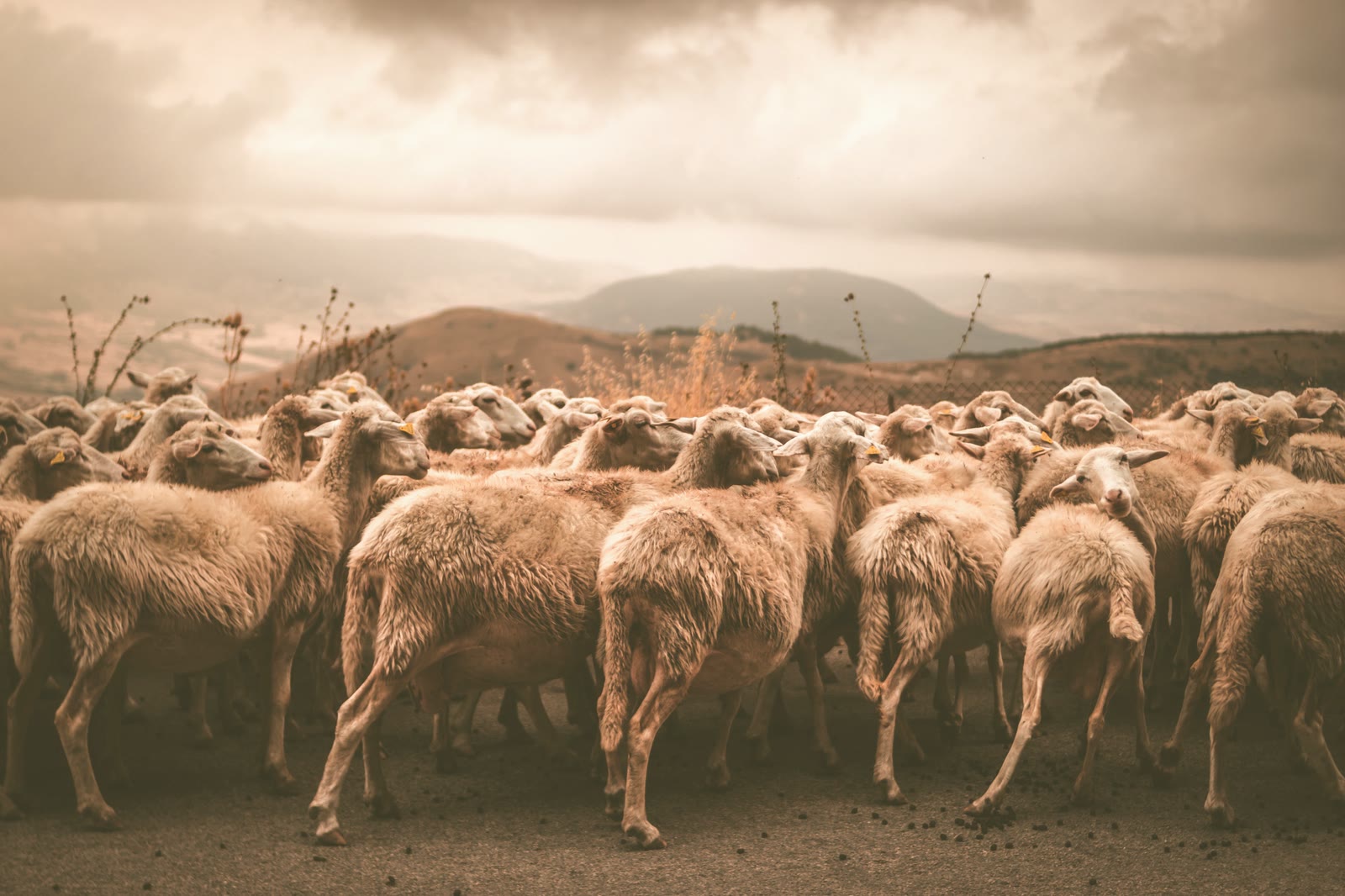 Un gregge di pecore in un campo di ulivi