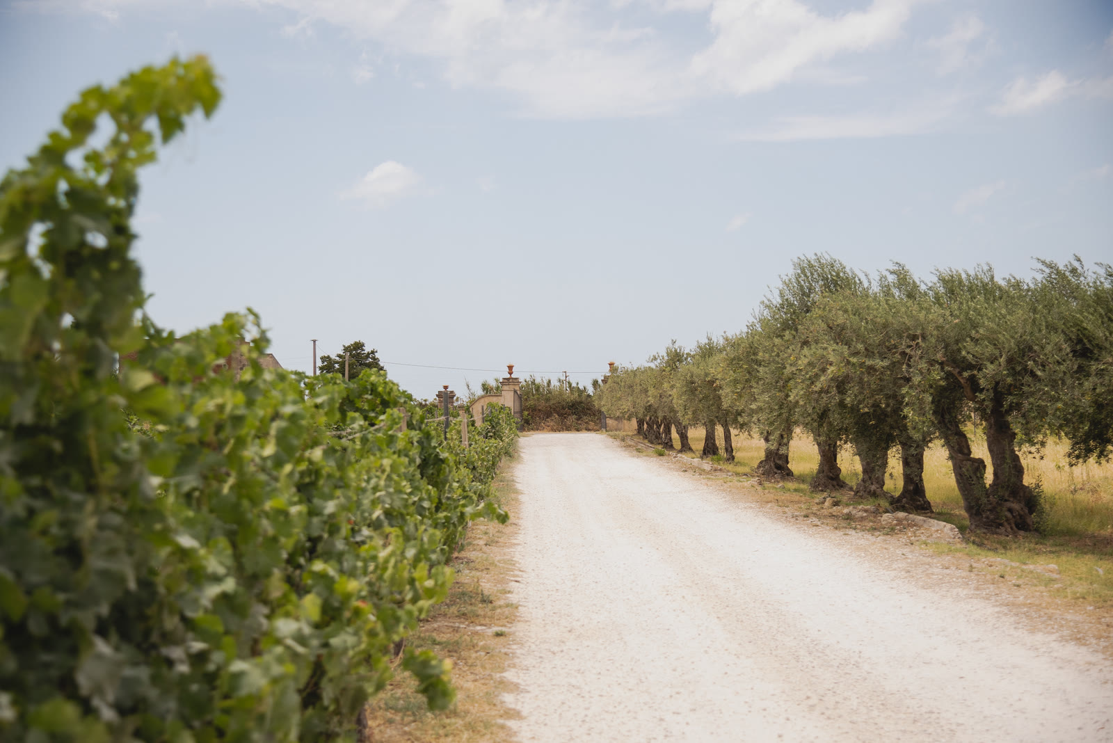 Una strada bianca tra vigne e ulivi