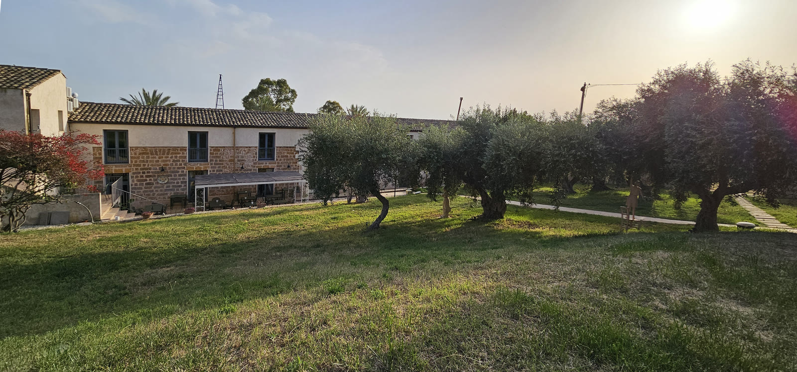 L'uliveto della tenuta con la casa in fondo, al sole